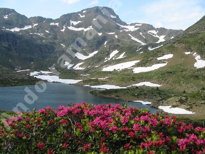 Llacs de Tristaina Andorra - Lacs de Tristaine Ordino Arcalis Andorre. (rhododendron)